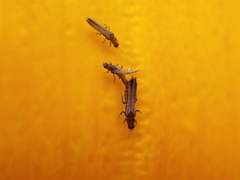 Thripidae