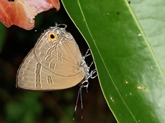 Deudorix epijarbas