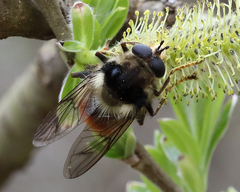Criorhina bubulcus