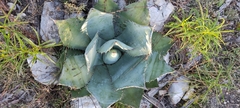 Agave nuusaviorum nuusaviorum