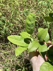 Citrus × taitensis