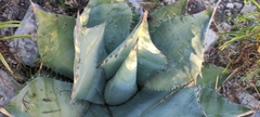 Agave nuusaviorum nuusaviorum