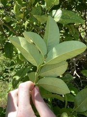 Citrus × taitensis