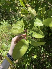 Citrus × taitensis