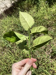 Citrus × taitensis