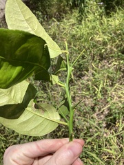 Citrus × taitensis