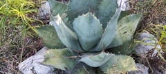Agave nuusaviorum nuusaviorum
