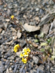 Myosotis australis