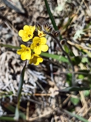 Myosotis australis