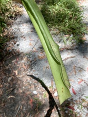 Crinum moorei