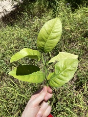 Citrus × taitensis