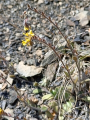 Myosotis australis