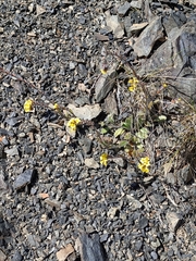 Myosotis australis