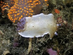 Aphelodoris varia