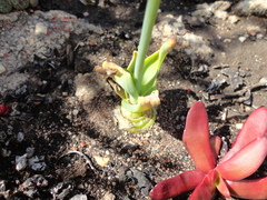Ornithogalum maculatum