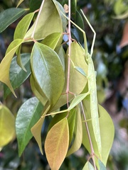 Tropidoderus childrenii