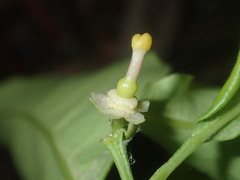 Citrus × taitensis