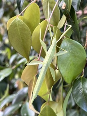 Tropidoderus childrenii