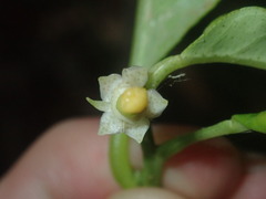 Citrus × taitensis