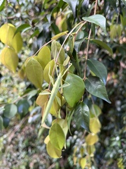 Tropidoderus childrenii