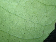 Citrus × taitensis