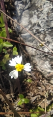 Alloispermum michoacanum