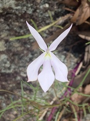 Lithotoma anethifolia