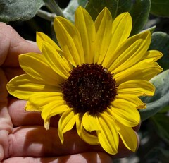 Helianthus argophyllus