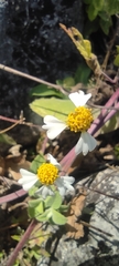 Alloispermum michoacanum