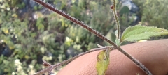 Alloispermum michoacanum