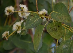 Eucalyptus platyphylla