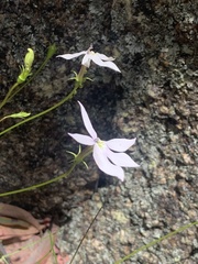 Lithotoma anethifolia