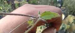 Alloispermum michoacanum