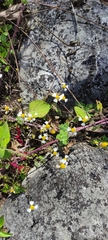 Alloispermum michoacanum