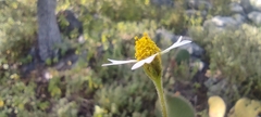 Alloispermum michoacanum