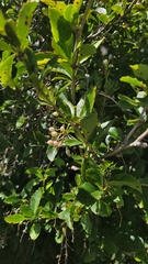 Berberis glaucocarpa
