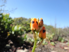 Ornithogalum maculatum