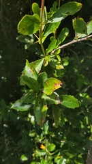 Berberis glaucocarpa