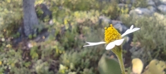 Alloispermum michoacanum