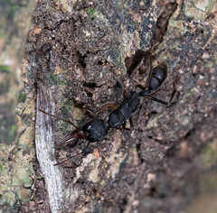 Harpegnathos venator