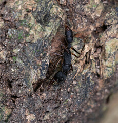 Harpegnathos venator