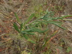 Senecio glomeratus