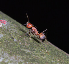 Camponotus nicobarensis