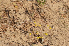 Angianthus tomentosus