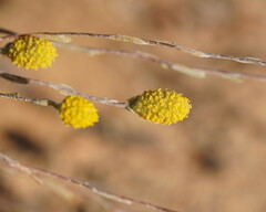 Angianthus tomentosus