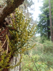 Arceuthobium campylopodum