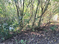 Melicytus ramiflorus