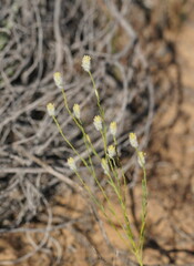 Pimelea trichostachya
