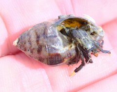 Clibanarius virescens