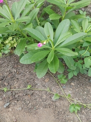 Talinum fruticosum